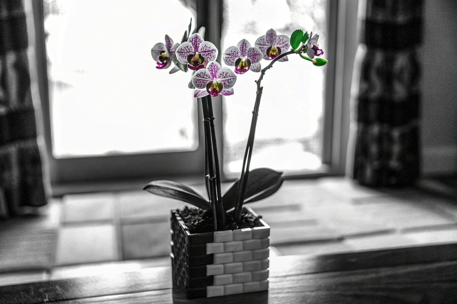 Ein LEGO-Modell einer Orchidee mit detailreichen Blüten und einer stilvollen Vase. LEGO Icons Orchidee